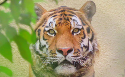 安佐動物公園